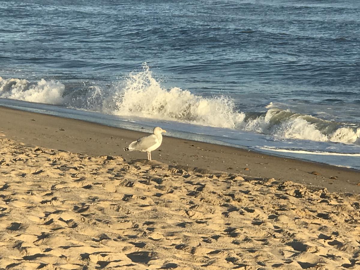 Ocean Surf Resort Montauk Zewnętrze zdjęcie